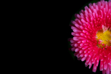 Tokyo,Japan-March 19, 2019: English daisy on black background