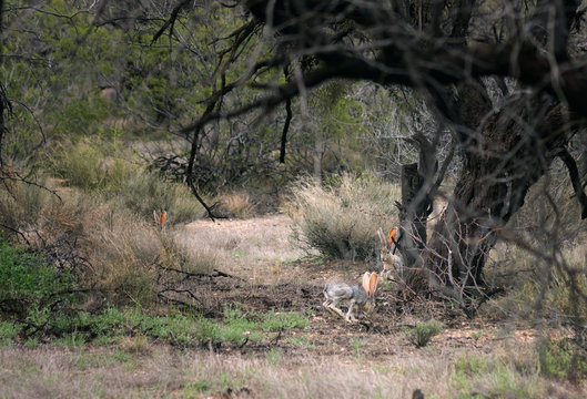 Three hares Antelope Jackrabbit (Lepus alleli) play in Saguaro National Park,  Arizona, US. Spring, march