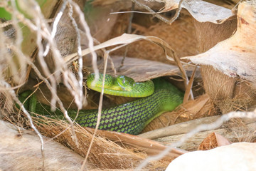 Green Cat Snake hides in coconut trees. Wilds animals in Thailand.