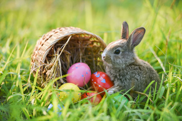 Easter bunny and Easter eggs on green grass field spring meadow - 256113181