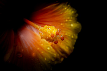 Hibiscus Flower with Waterdrops on Black Background, vintage style