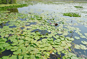 View of Lotus lake in the outdoor.