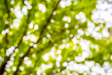 Obraz premium Green vintage abstract bokeh blur defocus