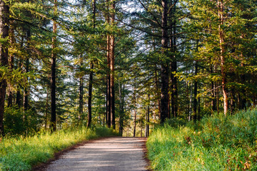 Fototapeta premium the road leading into the pine forest