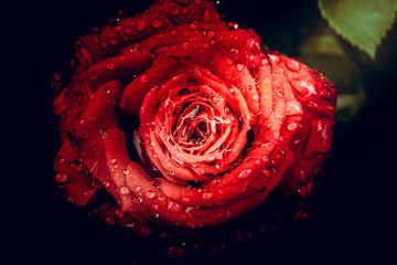 Schöne einzelne Rose mit Wassertropfen auf schwarzem Hintergrund, Vintage-Stil © joeycheung