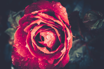 Beautiful Single Rose with Waterdrops on Black Background, Vintage style