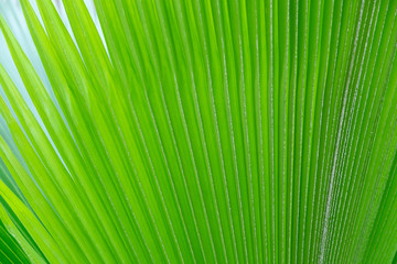 surface of vertical light green and yellow palm leaves outdoor. background texture