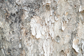 close up surface of old and dark bark texture for background.