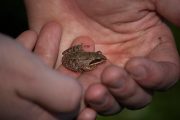 frog