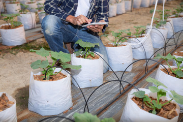 The agronomist examines the growing melon seedlings on the farm,  farmers and researchers in the analysis of the plant.