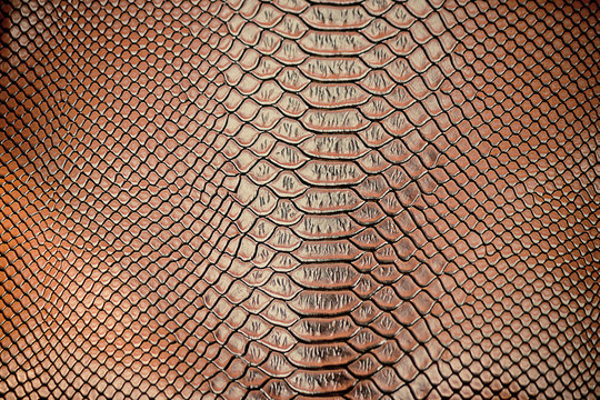 Close up of Luxury snake skin texture