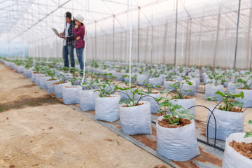 The agronomist examines the growing melon seedlings on the farm,  farmers and researchers in the analysis of the plant.