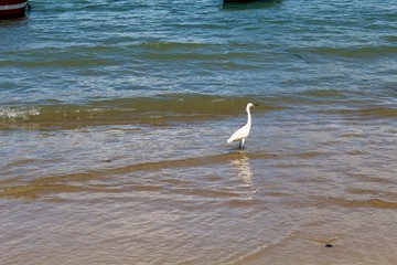 Praia tropical, praia de Canto Grande, Mariscal, cidade de Bombinhas, estado de Santa Catarina, Brasil 