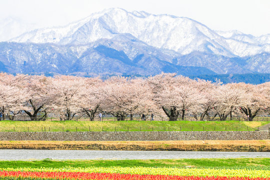 cherry blossom trees or sakura  with the  Japanese Alps mountain range in the background , the town of Asahi in Toyama Prefecture  Japan.