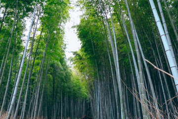Beautiful  Bamboo forest at Arashiyama, Kyoto, Japan..