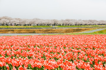 Tulips and cherry blossom trees or sakura  with the  Japanese Alps mountain range in the background , the town of Asahi in Toyama Prefecture  Japan.