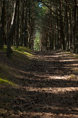 Obraz premium Curonian Spit