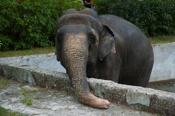 Fototapeta premium elephant