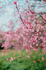 Spring blossom tenderness. Pink flowers of cherry plum tree on background of blue sky