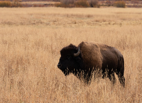American Bison Standing in Tall Dried Grass