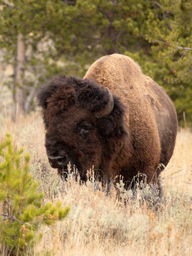American Bison Bull Standing in Dried Grass with Evergreen Trees