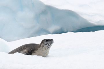 Crabeater Seal