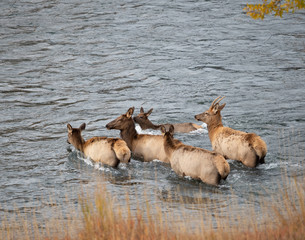Bull and Cow Elk Crossing a River