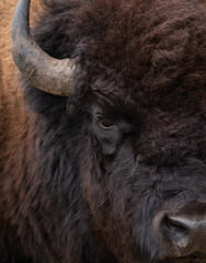 Close Up of the Right Side of an American Bison's Face © tloventures