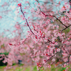 Fototapeta premium Spring blossom tenderness. Pink flowers of cherry plum tree on background of blue sky