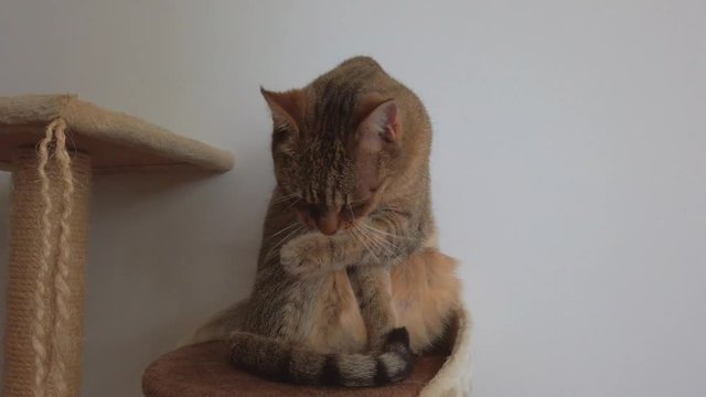 cat_cleaning