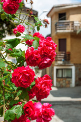 Fototapeta na wymiar bush roses growing on a narrow street. growing domestic plants on the street. European cozy narrow streets. pink flowers closeup.