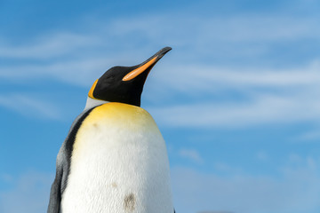 King Penguin