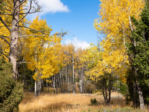 Grove of Aspen Trees in Autumn