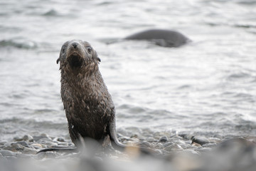 Fototapeta premium South Georgia Fur Seal Pup