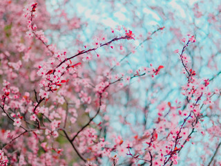 Obraz premium Spring blossom tenderness. Bright flowers of cherry plum tree on background of blue sky. Cyan pink color contrast