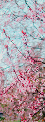 Obraz na płótnie Canvas Spring blossom tenderness. Pink flowers of cherry plum tree on background of blue sky