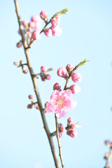 桃の花
