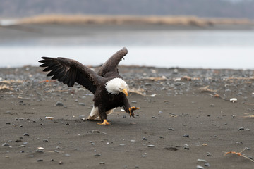 Bald Eagle Landing on a sand bar in Alaska