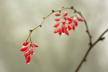 Barberry berries hang on a branch with raindrops in early spring. Can be used as background.