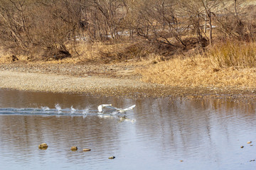川から飛び立つハクチョウ