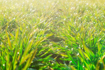 Rows of young wheat plants on a moist field in a sunny morning. Close-up foto.