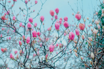 Magnolia Sulange blooming on background of blue sky. Pink and white burgeon on thin branches....