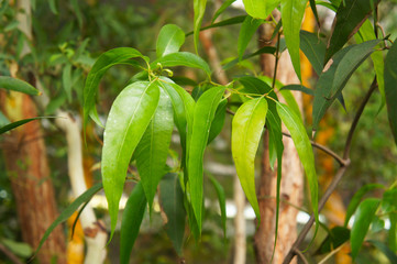 Eucalyptus radiata or narrow-leaved peppermint green plant