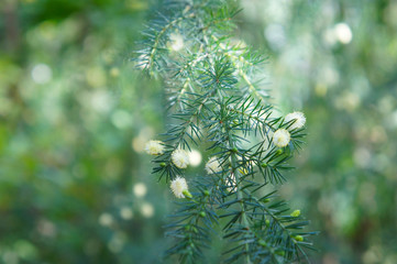 Fototapeta na wymiar Acacia ulicifolia or juniper wattle