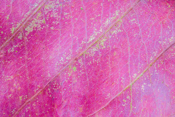 Fototapeta na wymiar Abstract natural background of dry red leaf texture