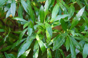 Prunus laurocerasus caucasica green plant - obrazy, fototapety, plakaty