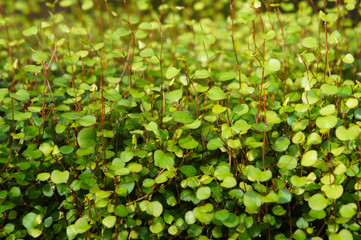 Obraz premium Muehlenbeckia complexa creeping wirevine green plant 