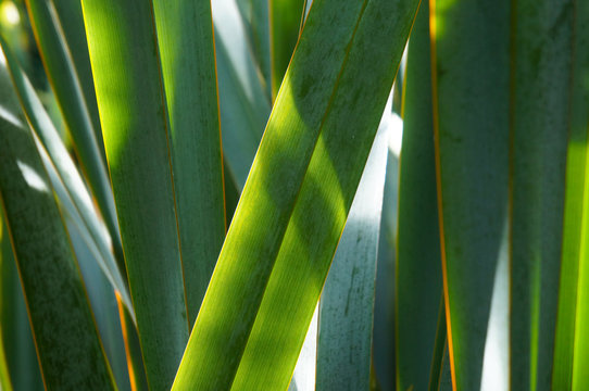 Phormium Tenax New Zealand Flax Green Plant 