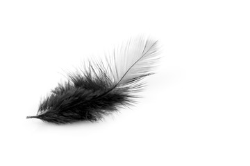 Soft black feather isolated on white background