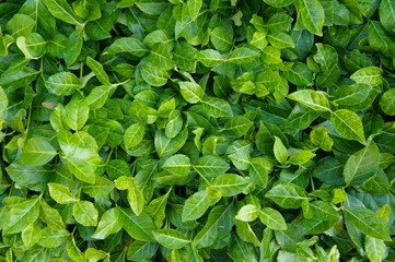 Euonymus fortunei coloratus purple wintercreeper